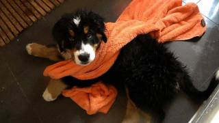 Berner Hundebaby erstes Bad  Video Tagebuch Teil 4 [upl. by Saddler]