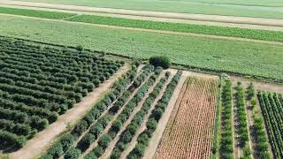 Free stock drone footage arable land trees bushes  Nocopyright video [upl. by Josefa]