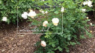 Rose Wollerton Old Hall  David Austin  Rosenvideo  gartenfein HD [upl. by Pride]