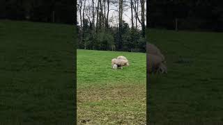 Cutiest sheeps in the field england lincoln sheep [upl. by Sucerdor]