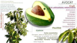 AVOCAT Les propriétés médicinales Fruit de lavocat les graines et les feuilles [upl. by Nyleuqcaj475]