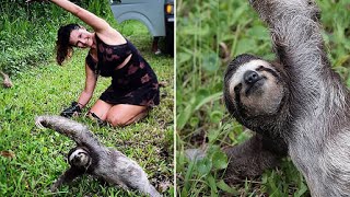 Sloth Becomes Fitness Inspiration After Tourists Spot The Animal On The Side of The Road Doing Yoga [upl. by Manoop]