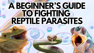 A Beginners Guide to Fighting Reptile Parasites [upl. by Sherris]