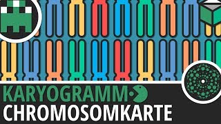 Chromosomenkarte Karyogramm einfach erklärt│Biologie Lernvideo Learning Level Up [upl. by Sihtam]