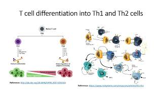 Immune cells Tcell differentiation into T helper cells Th1 and Th2 cells Code 572 [upl. by Ahsenom]