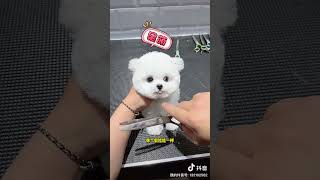 The bichon frise in disguise is like a little bear so cute and cute Dogs bichons so cute that t [upl. by Zapot205]