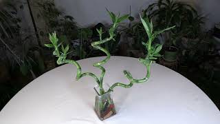 Lucky Bamboo Dracaena sanderiana Care What to Know [upl. by Adirf]