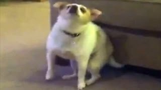 EPIC Dog Shakes Ass to Eminem Song Shake That Video [upl. by Frodi]