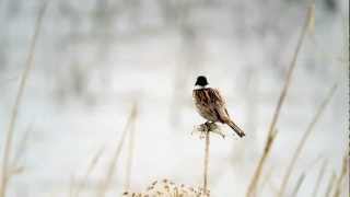 小鳥の囀り オオジュリン Reed Bunting [upl. by Anerres34]