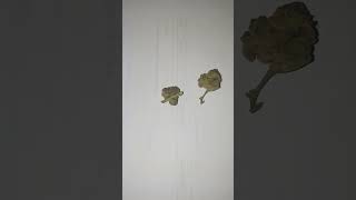 Curaleaf Lavender Cake 20 THC flower update UK Medical Cannabis from Mamedica [upl. by Nolita]