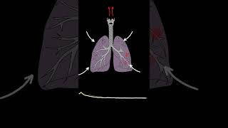 Lung Sounds Quiz  Normal and Abnormal lung sounds types respiratory [upl. by Kcirtapnhoj621]