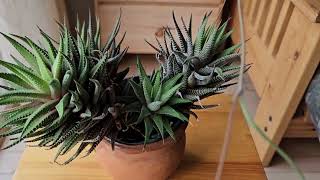 Haworthia attenuata in bloom June 2024 [upl. by Siusan402]