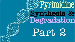 Pyrimidine Synthesis and Degradation Part 2  Lecture 10 [upl. by Joell]