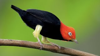 Birds Moonwalk Red Capped Manakin Moonwalk Dance [upl. by Jenette]