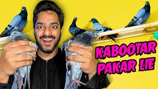 Kabootar Pakar Lie 🤪  Ghar me Ghus gae the  Pigeons [upl. by Shoshana]