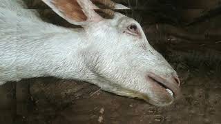 Enterotoxemia  ET  symptoms treatment and precautions goat farming  goat diseases Purnia [upl. by Ahseyi]