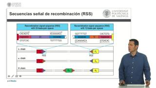 Recombinación VDJ  2325  UPV [upl. by Eilsehc]