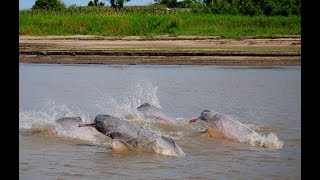 Amazon river dolphins pink dolphins  Whale and Dolphin Conservation [upl. by Anirtak]