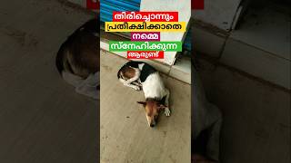 കേട്ടറിവിനേക്കാൾ വലുതാണ് shots shortsfeed [upl. by Hemetaf]