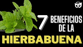 ¡Sorprendente Los 7 BENEFICIOS de la HIERBABUENA que Mejorarán Tu Salud 🌿 [upl. by Eilrahs741]