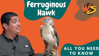 What You Need to Know About the Ferruginous Hawk [upl. by Ahsinac]