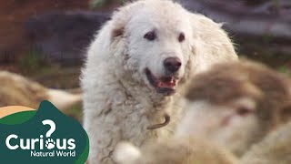 How a Great Pyrenees Guards Sheep Against Bear Attacks  Dogs With Jobs  Curious Natural World [upl. by Ahsaz613]