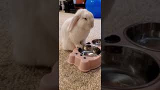 Holland Lop bunny waiting for food [upl. by Plume]