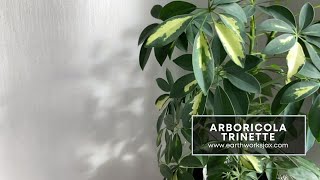 Schefflera Arboricola Trinette [upl. by Bajaj]