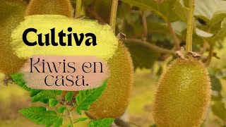 Cómo cultivar semillas de kiwi en casa [upl. by Webb]