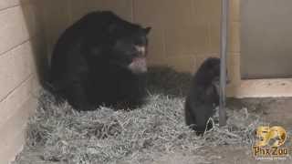 Andean Bear Cub Helps Mom Build a Nest [upl. by Nicolau]