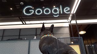 First day in Google  French Bulldog George [upl. by Goran241]