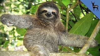 8 Reasons To Love Sloths Even More [upl. by Oniskey]