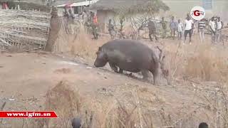 L’hippopotame qui semait la panique à Kédougou abattu par un chasseur [upl. by Taran148]