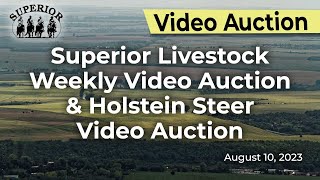 Superior Livestock Weekly Video Auction and Holstein Steer Auction [upl. by Grove]