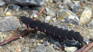 Larva de luciérnaga mediterránea Nyctophila reichii grabada en Campo Nubes Córdoba [upl. by Jagir388]