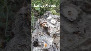 Лёт Lasius Flavus муравей lasius формикарий матка music музыка [upl. by Pembrook]