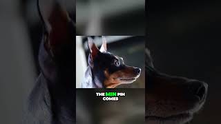 Interesting Origins of Miniature Pinscher [upl. by Freudberg14]