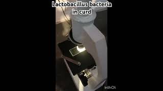 lactobacillus bacteria under microscope sciencestars lactobacillus shorts youtubeshorts [upl. by Aitenev]