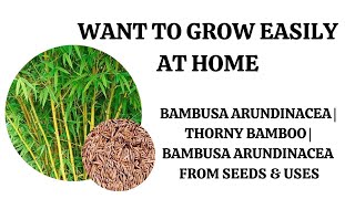 Want To Grow At Home Easily Thorny Bamboo Kulaymunkil  Bambusa Arundinacea From Seeds amp Uses [upl. by Ahsiugal]