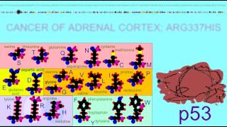 MUTATIONS OF THE p53 PROTEIN INVOLVED IN CANCER [upl. by Ora23]