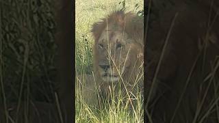 Male Lion in Maasai Mara National game reserve Kenya [upl. by Eenafets]