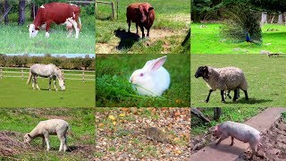 Animales de Granja para niños con vídeos [upl. by Burke592]