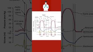 Dikrotik çentik nedir nasıl oluşur   How dicrotic notch occurs [upl. by Gorges]