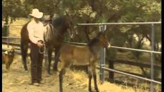 Imprint Training clip quotUnderstanding Horsesquot DVD clip III [upl. by Denn729]