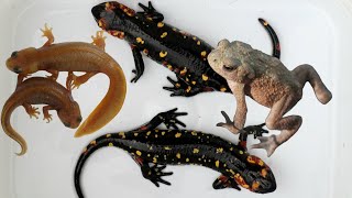 Combo Morphs  Newts  Salamanders  Frogs  Toads [upl. by Aihsek]