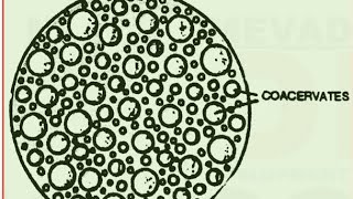 EvolutionOrigin of lifeL5 Protobiontscoacervates and microspheres class12th [upl. by Dray]