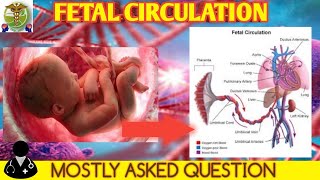 Fetal circulation  Full explanation  Embryology [upl. by Venita]