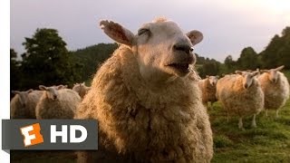 Babe 79 Movie CLIP  The Sheep Password 1995 HD [upl. by Etiam]