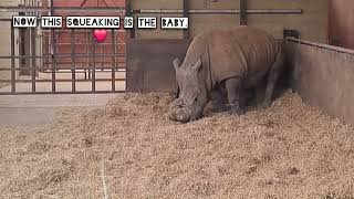 Want to know what a baby rhino sounds like 🥰 [upl. by Gnues]