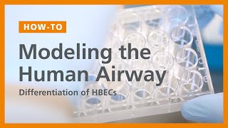 How to Model the Human Airway at the AirLiquid Interface Differentiation of HBECs [upl. by Diskin]